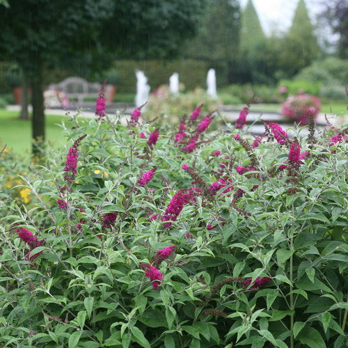 Buddleia Miss Ruby