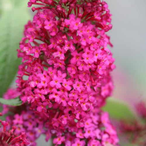 Buddleia Miss Molly