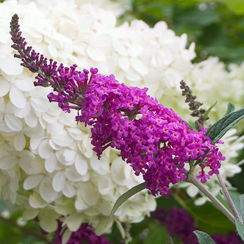 Buddleia Miss Ruby