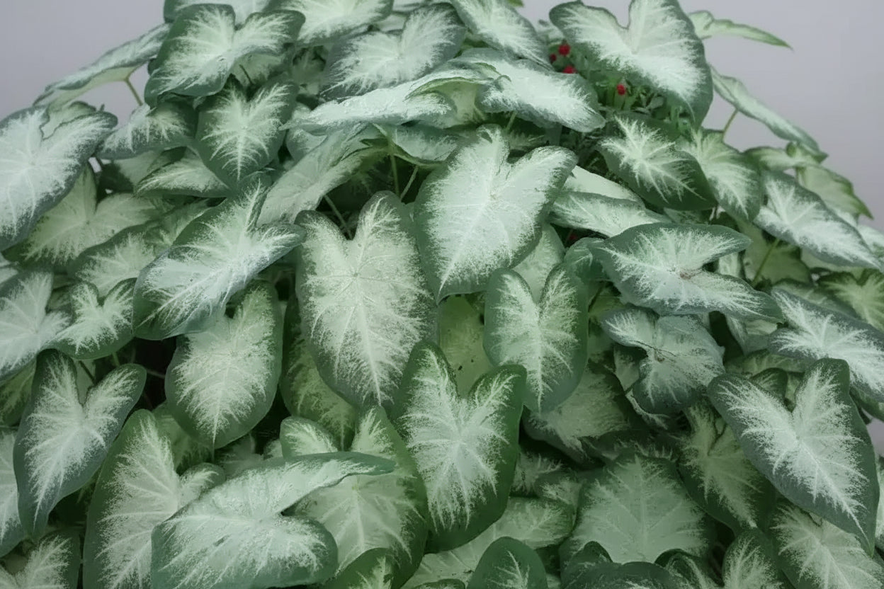 Caladium White