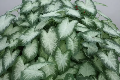 Caladium White