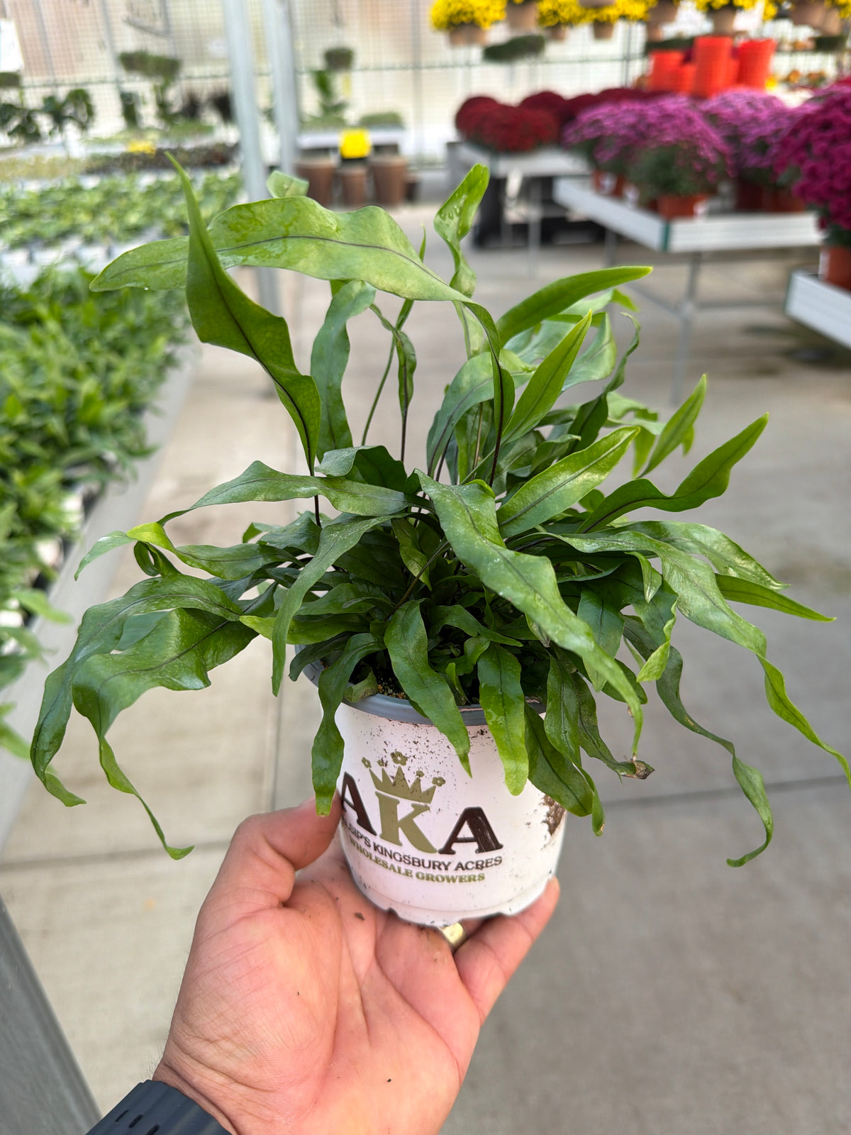 FE Microsorum Div Kangroo - 4" Pot