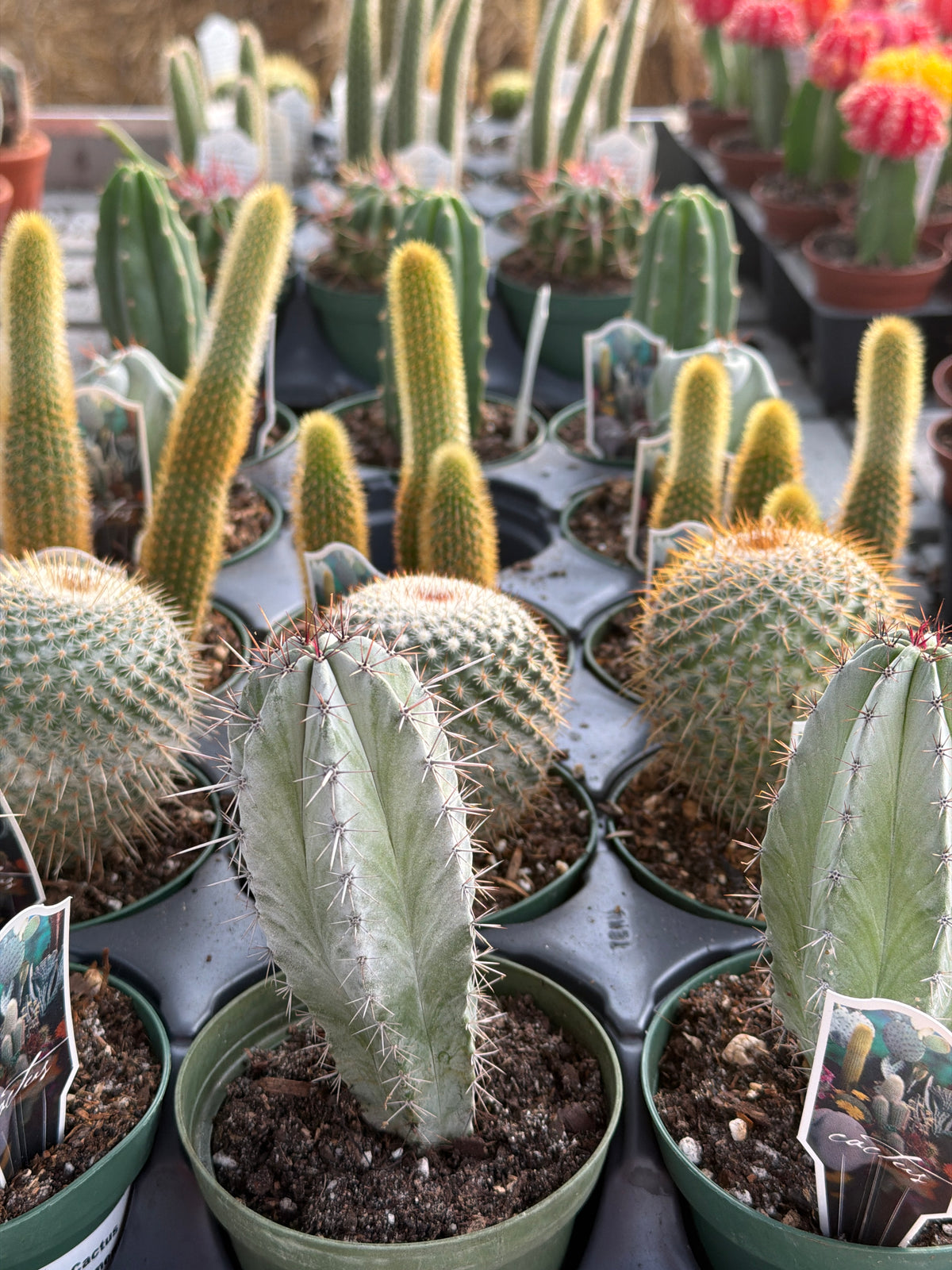 Cactus Assortment 4”