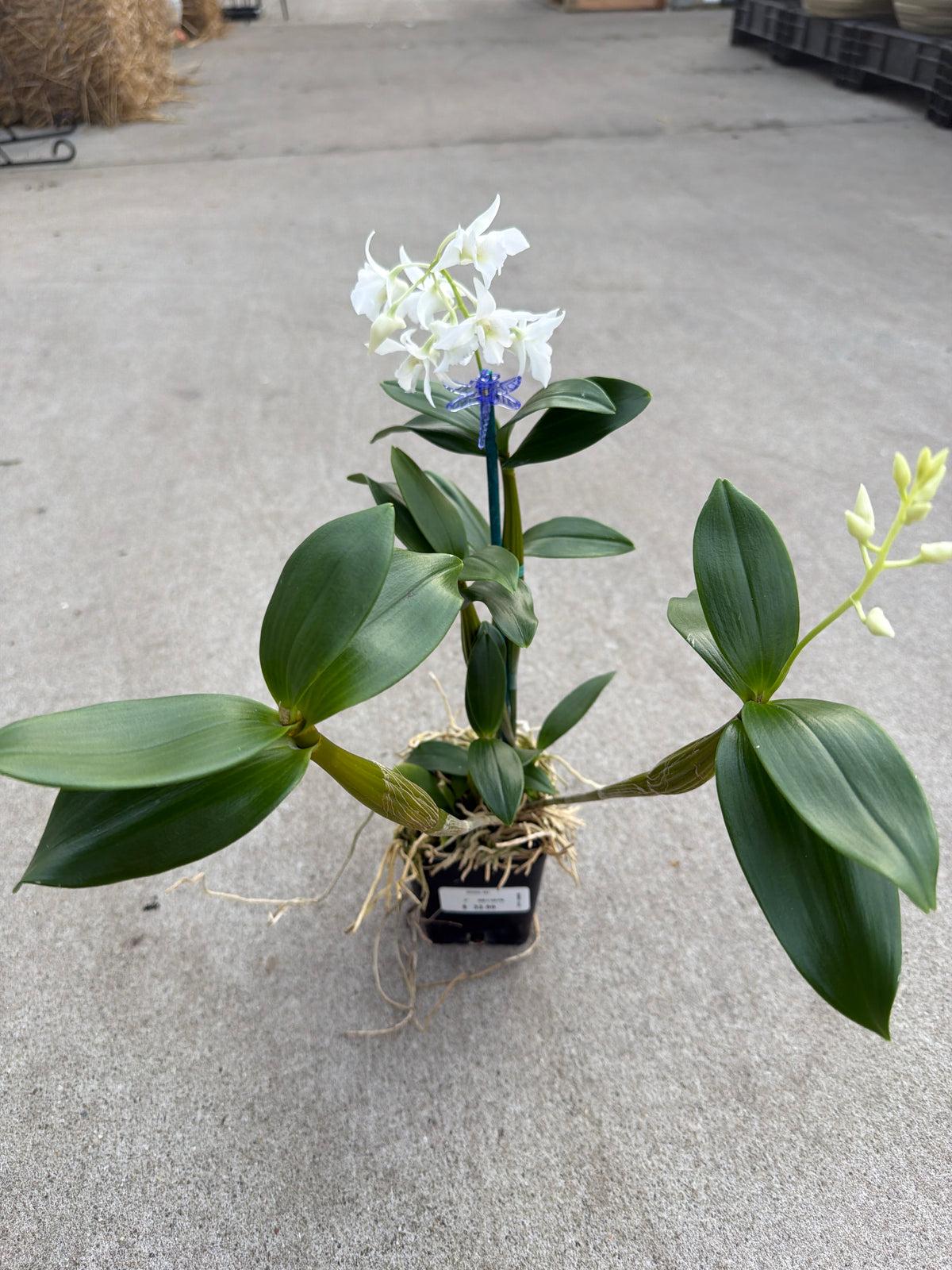 Orchid Ast