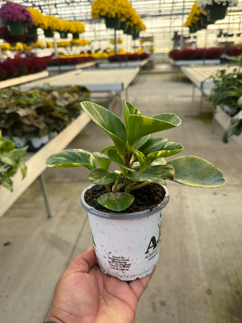 FO Peperomia obtu Marble