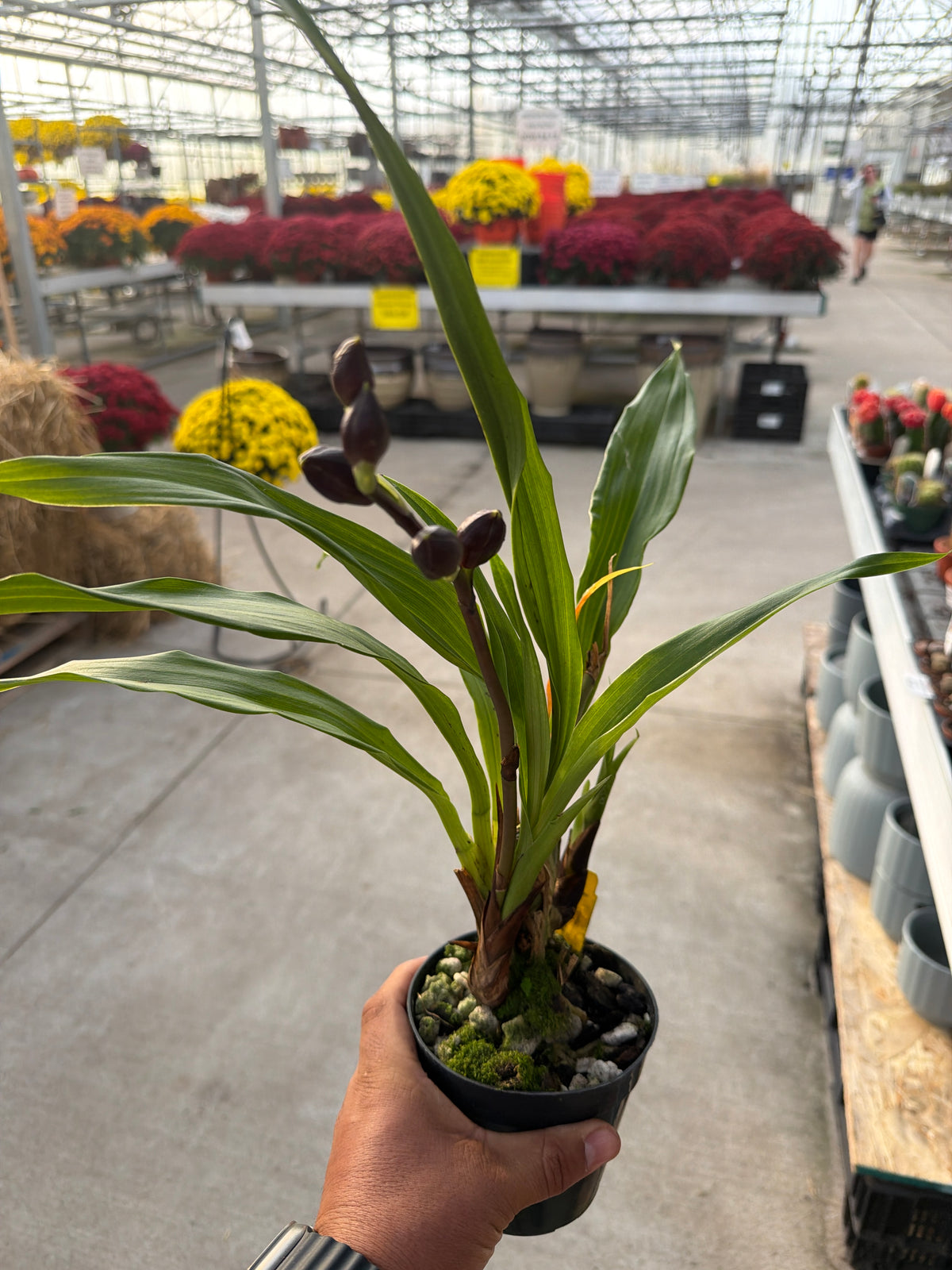 Orchid Zygopetalums 4"