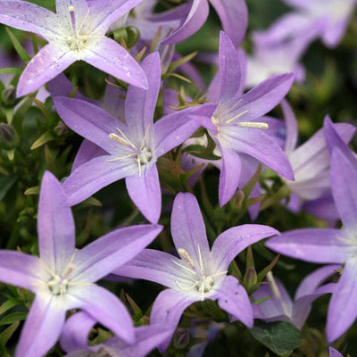 Campanula Bellflower Blue Waterfall - 6" Perennial
