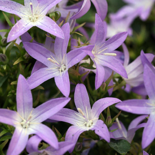 Campanula Bellflower Blue Waterfall - 6" Perennial