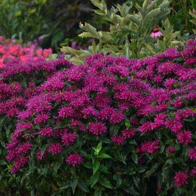Monarda Bee Balm Grape Gumball