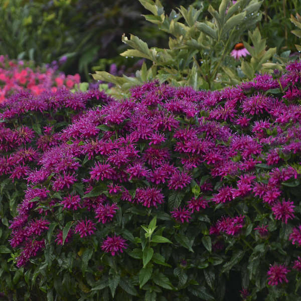 Monarda Bee Balm Grape Gumball