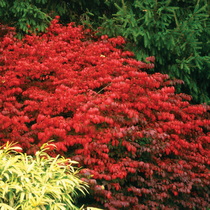 Euonymus Fireball Burning Bush