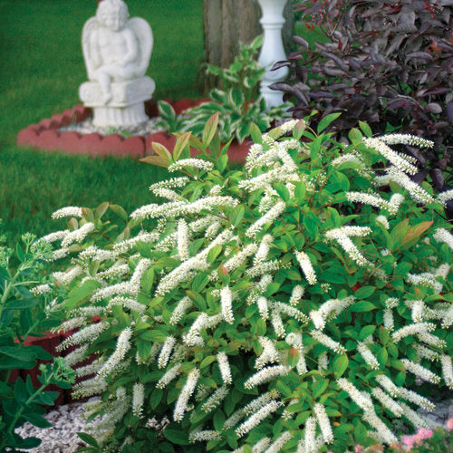 Itea Little Henry Sweetspire