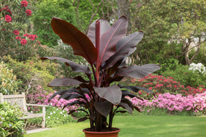 Ensete Ventricosum Maurelii