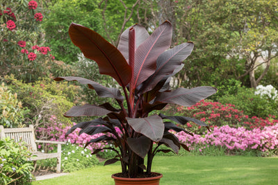Ensete Ventricosum Maurelii