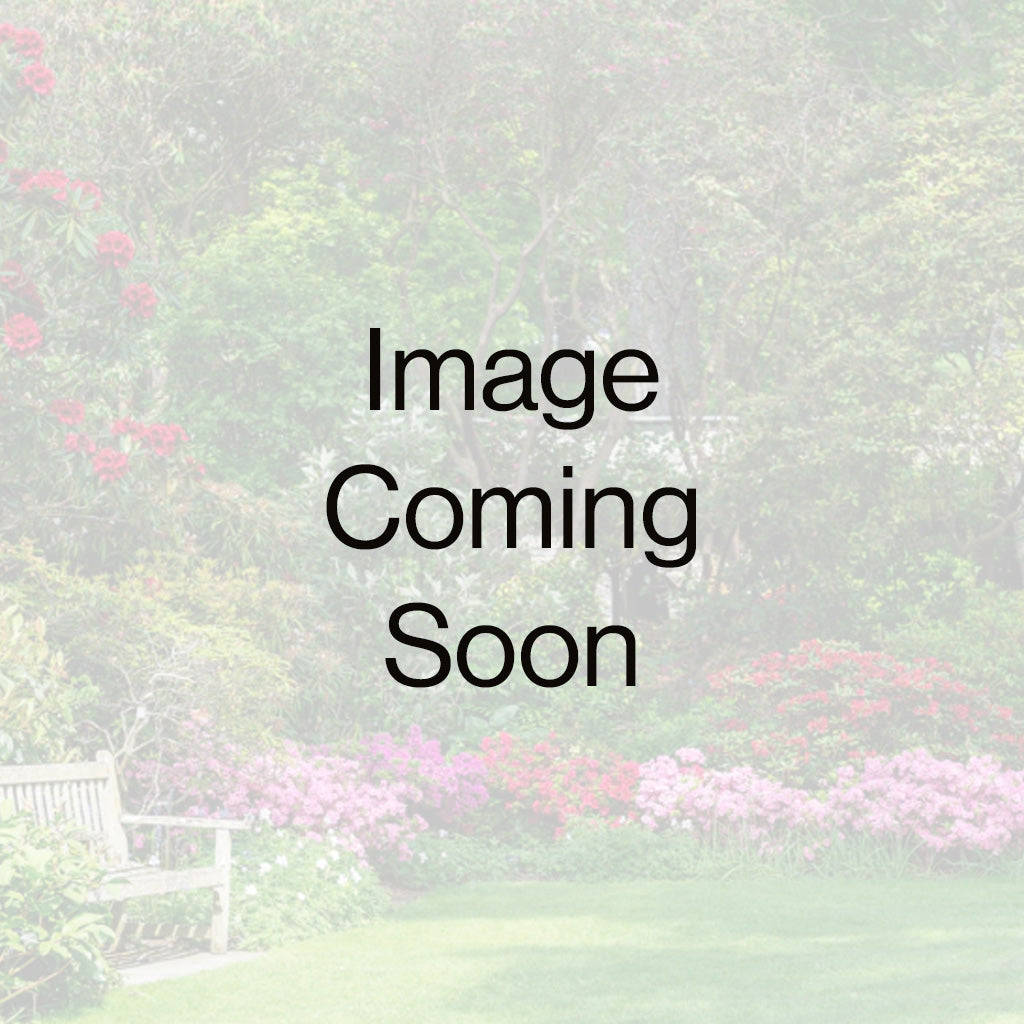 18" HB Coco Combo Sun 1