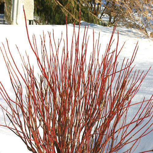 Arctic Fire Dogwood, Cornus stolonifera