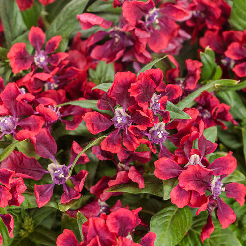Cuphea Totally Tempted Richly Red - 4.25" Proven Winners Annual
