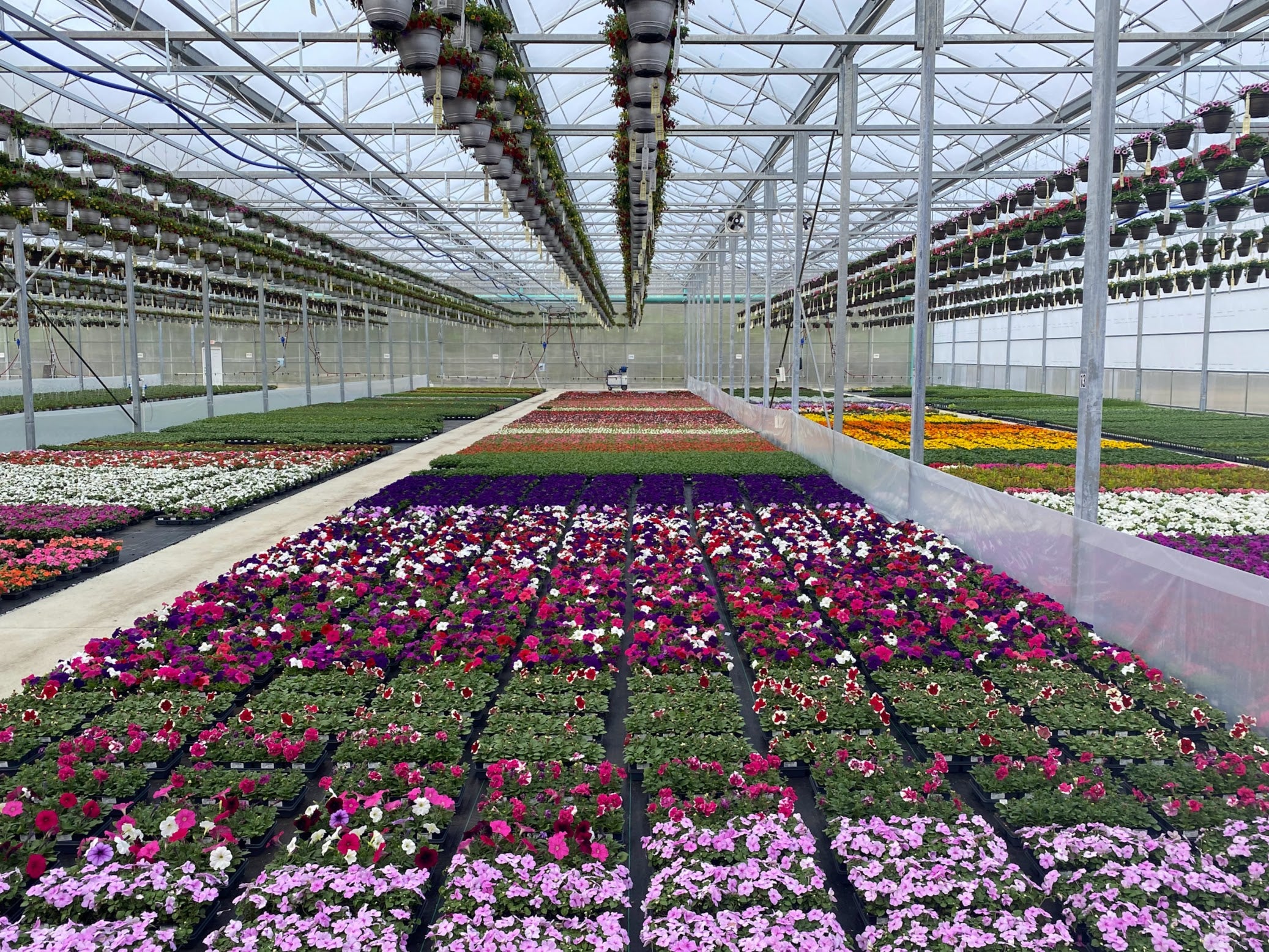 Wave Geranium Dracaena Marley – Alsip's Kingsbury Acres Grower Outlet