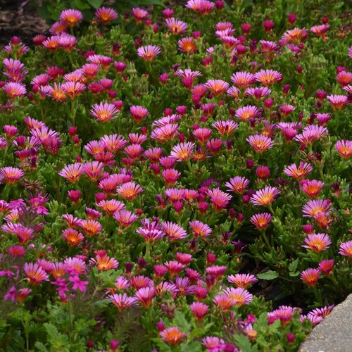 Delosperma Ice Plant Ocean Sunset Orange Glow - 6" Perennial