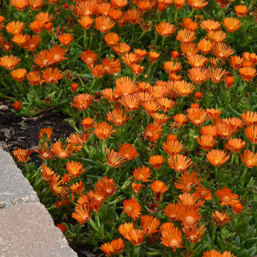 Delosperma Ice Plant Ocean Sunset Orange Vibe - 6" Perennial