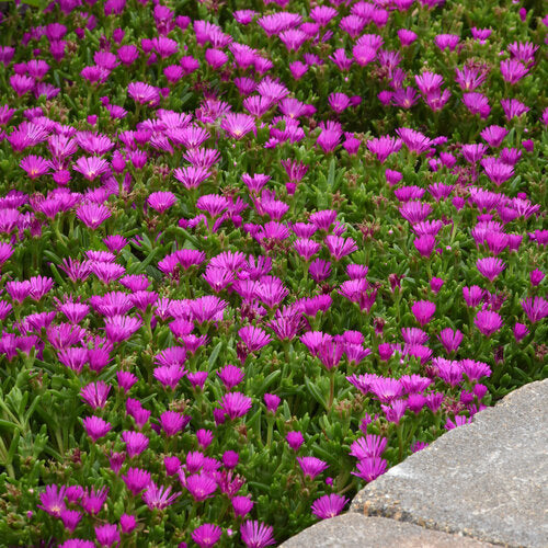 Delosperma Ice Plant Ocean Sunset Violet - 6" Perennial