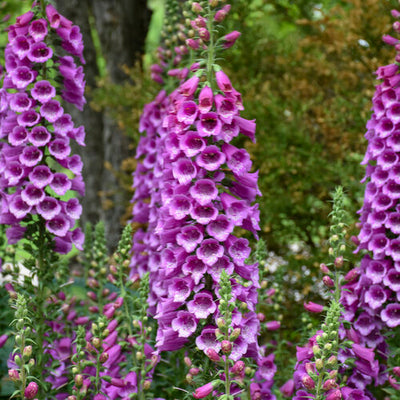 Digitalis Foxglove Dalmatian Purple