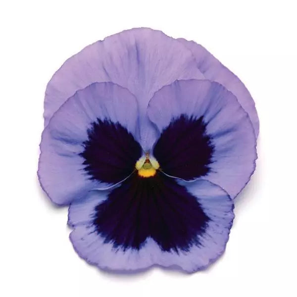 Pansy Matrix Ocean - 6 Pack Annual