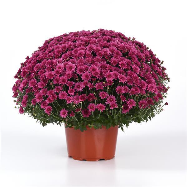 Axios Purple - 10" Garden Mum Hanging Basket