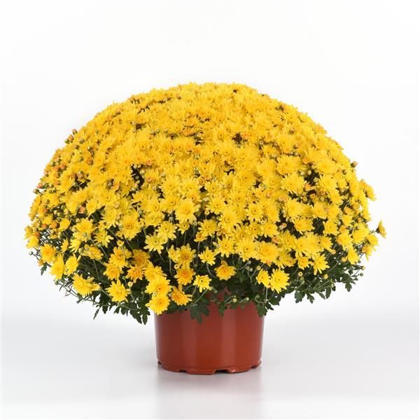 Axios Yellow - 10" Deco Pot Garden Mum