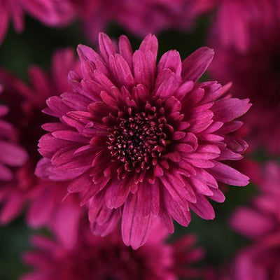 Axios Purple - 10" Garden Mum Hanging Basket