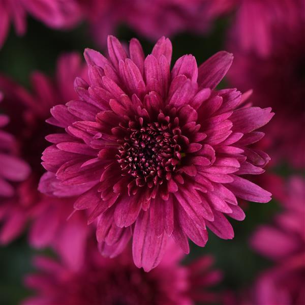 Axios Purple - 10" Garden Mum Hanging Basket