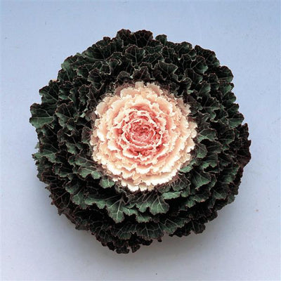 Songbird White Ornamental Kale - 5" Fall Annuals