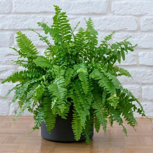 Boston Fern - 11" Hanging Basket