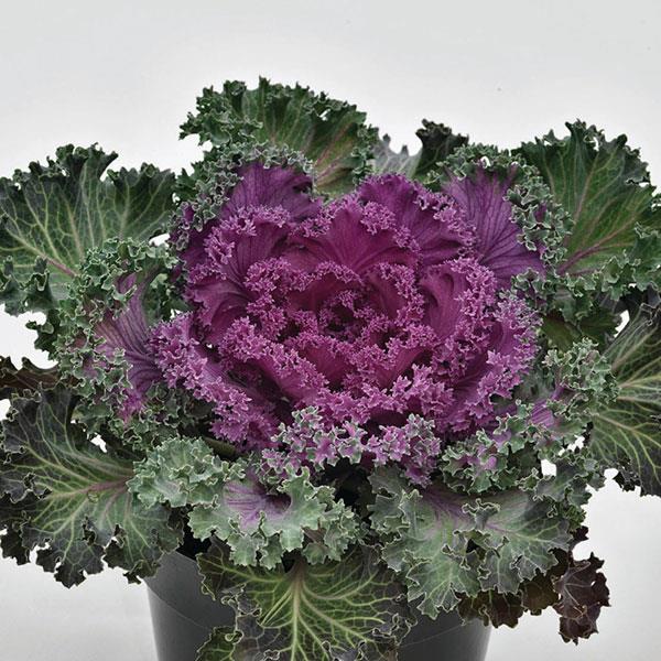 Nagoya Red Ornamental Kale - 8" Fall Annuals