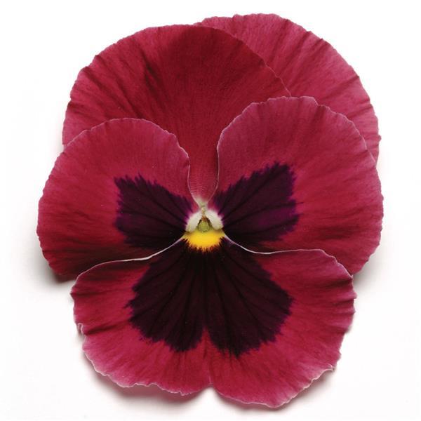 Pansy Matrix Rose w/ Blotch - Woodlawn