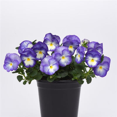 Viola Common Violet Halo Lilac - 6" Perennial