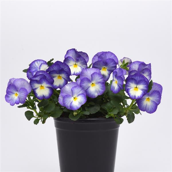 Viola Common Violet Halo Lilac - 6" Perennial
