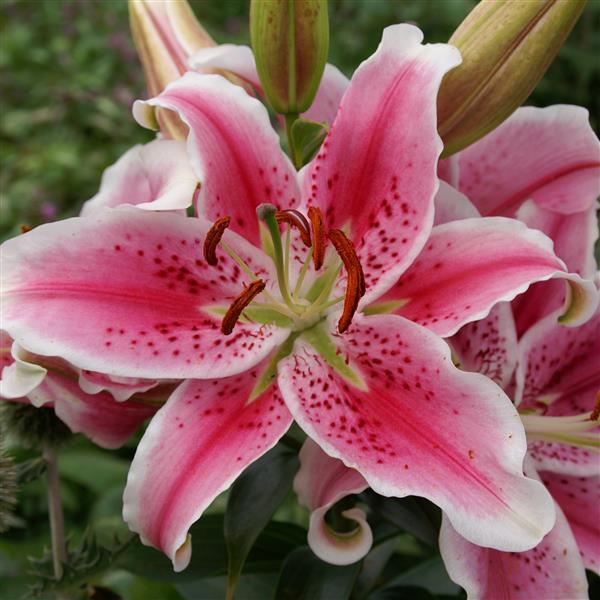 Lilium Lily Oriental Stargazer