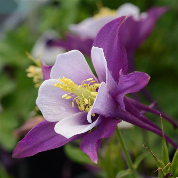 Aquilegia Columbine Earlybird Purple yellow - 8" Potted Perennial