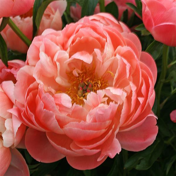 Paeonia Peony Coral Sunset