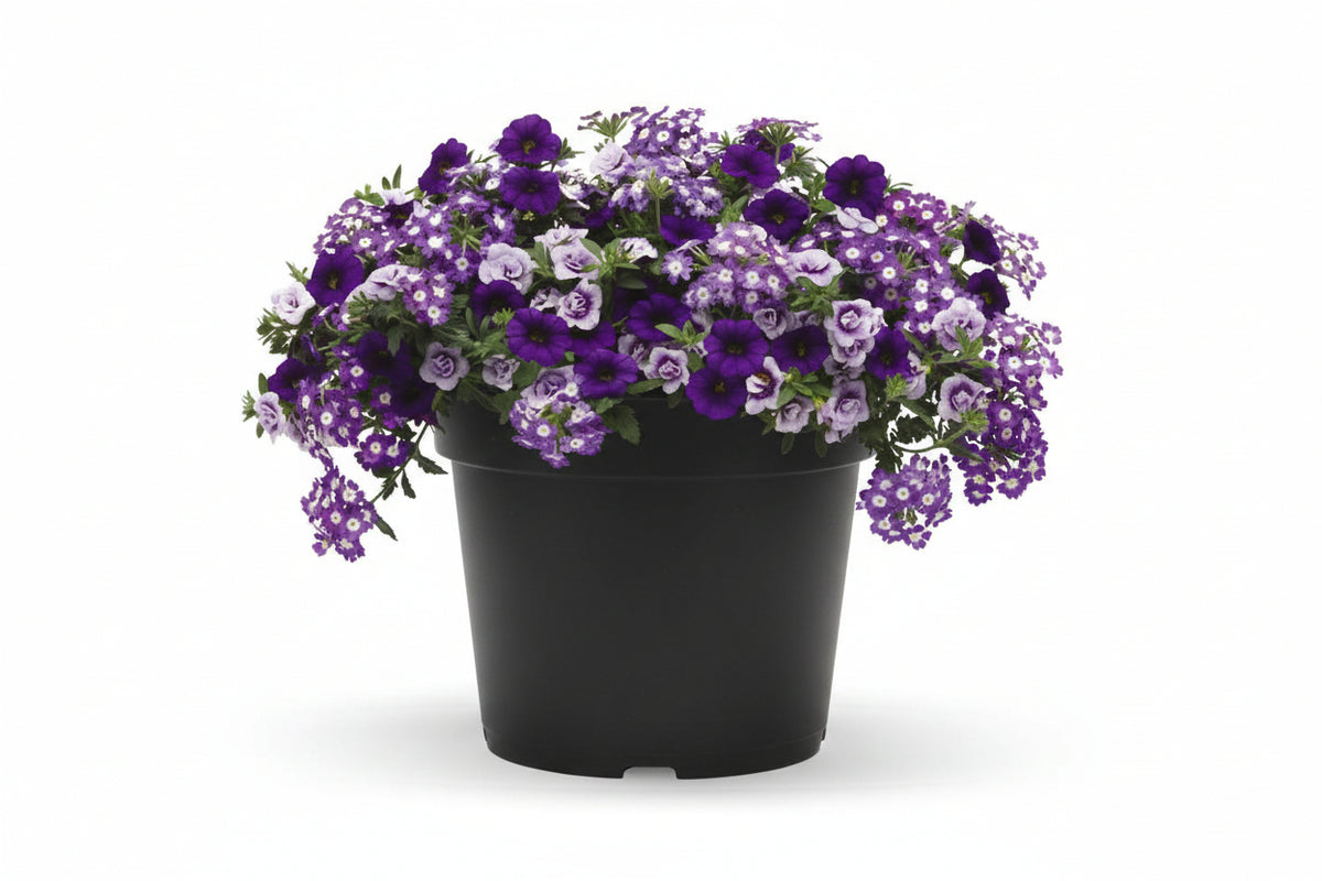 128 Purple Lace - 11" Hanging Basket