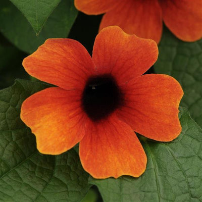 Thunbergia Sunny Arizona Glow - 9" Trellis Planter