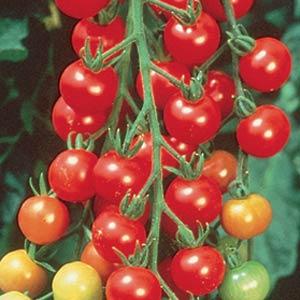 Tomato TALL Sweet 100 - 6.3" Staked Vegetables