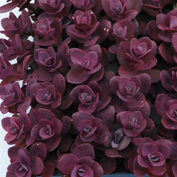 Sedum Stonecrop Sunsparkler Cherry Tart - 6" Perennial