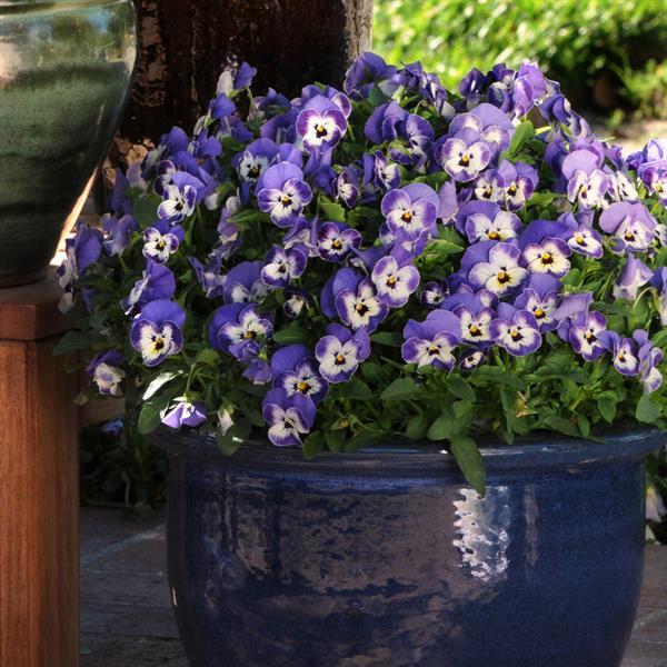 Viola Sorbet xp Delft Blue - 6 Pack Annual