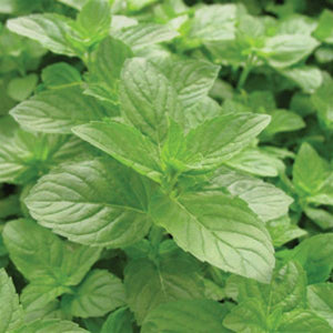 Mint Spearmint - 4.33" Potted Herb