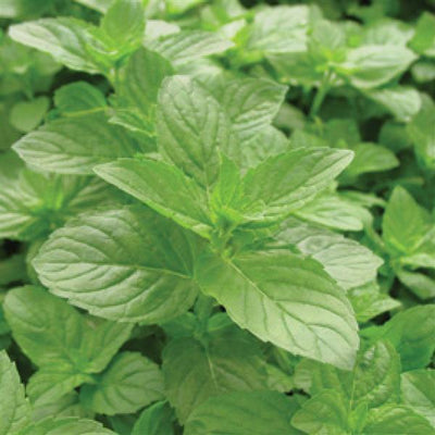 Mint Spearmint - 4.33" Potted Herb