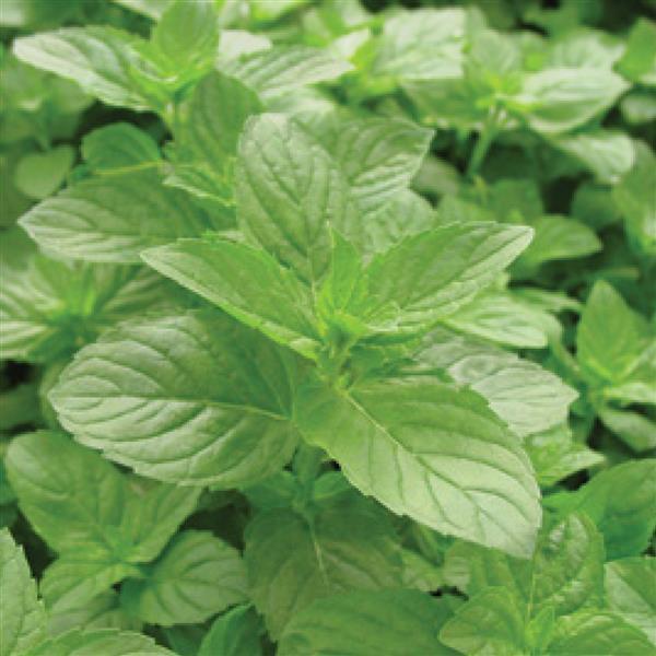 Mint Spearmint - 4.33" Potted Herb