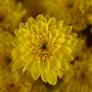 Cyclone Yellow - 8"x6" Potted Garden Mum