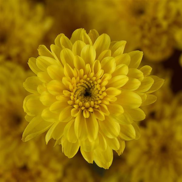 Cyclone Yellow - 8"x6" Potted Garden Mum